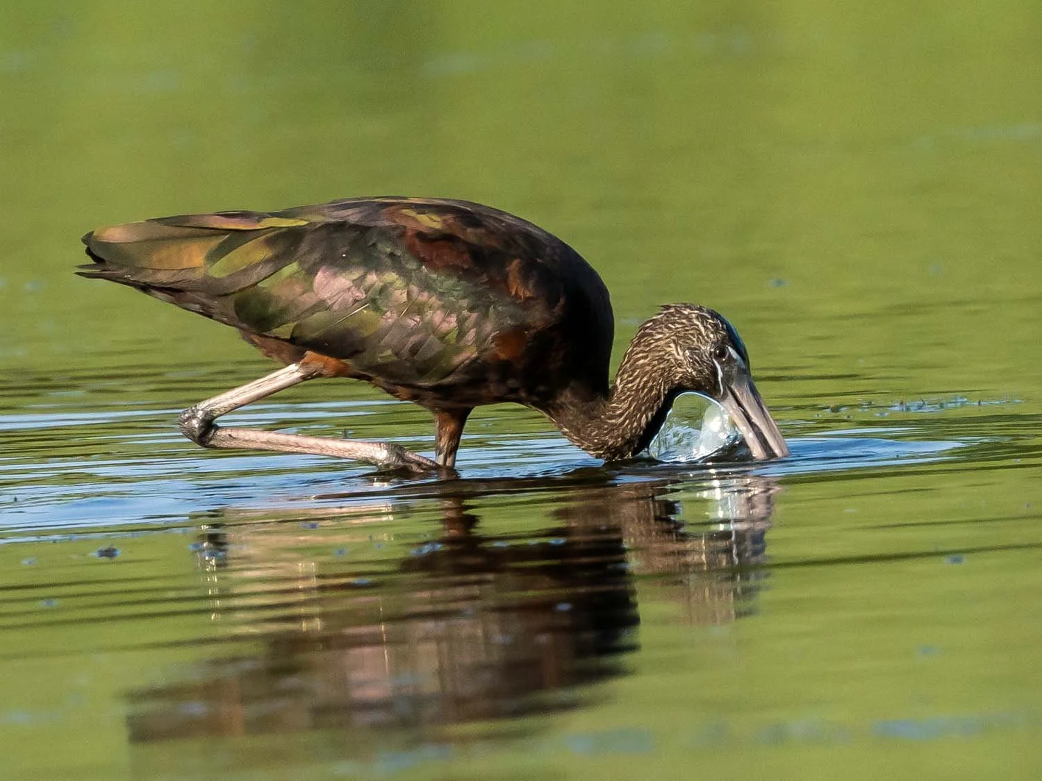 Glossy Ibises — Susan Kirby